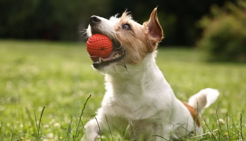 dog